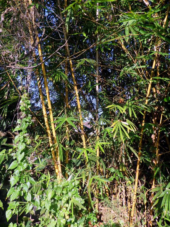 Free stock image of Bamboo created by Chas Mac