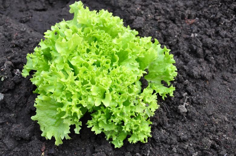 Free stock image of Lettuce in the garden created by Tomas Adomaitis
