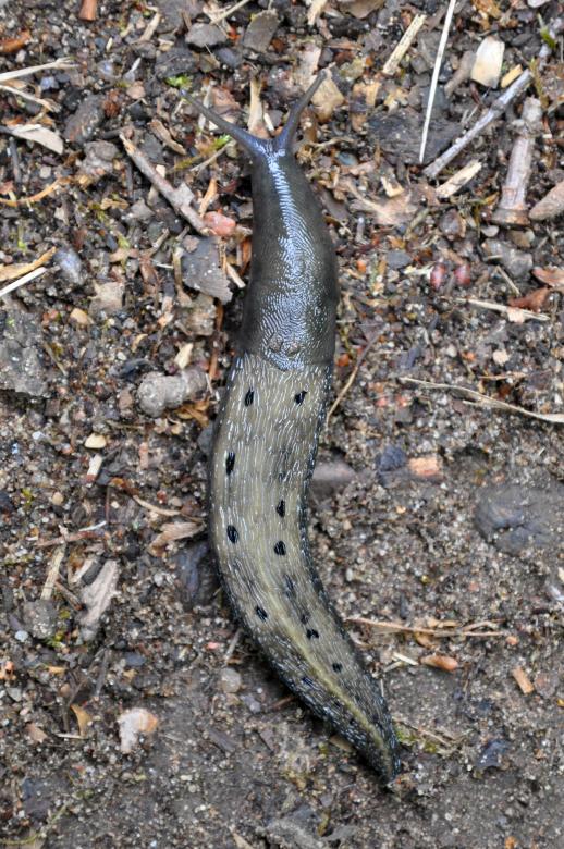 Free stock image of Slug created by Tomas Adomaitis