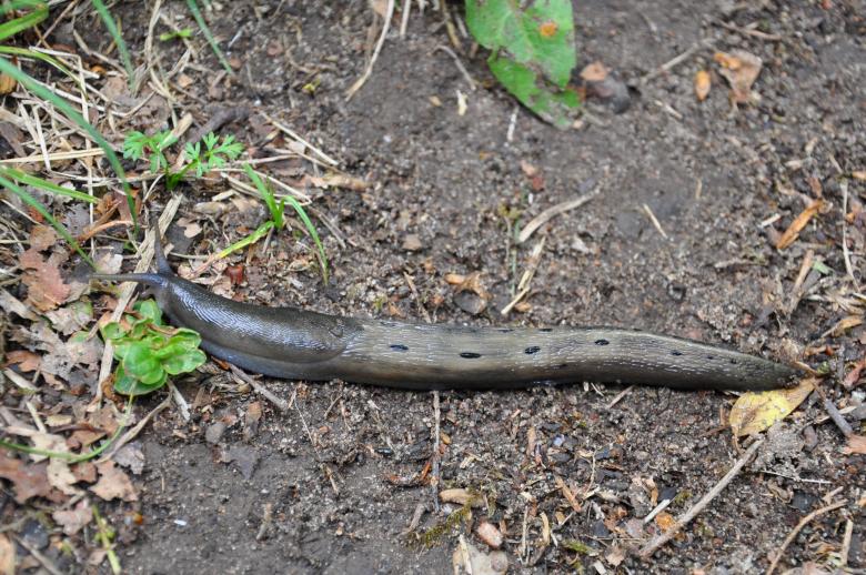 Free stock image of Slug - Limax cinereoniger created by Tomas Adomaitis
