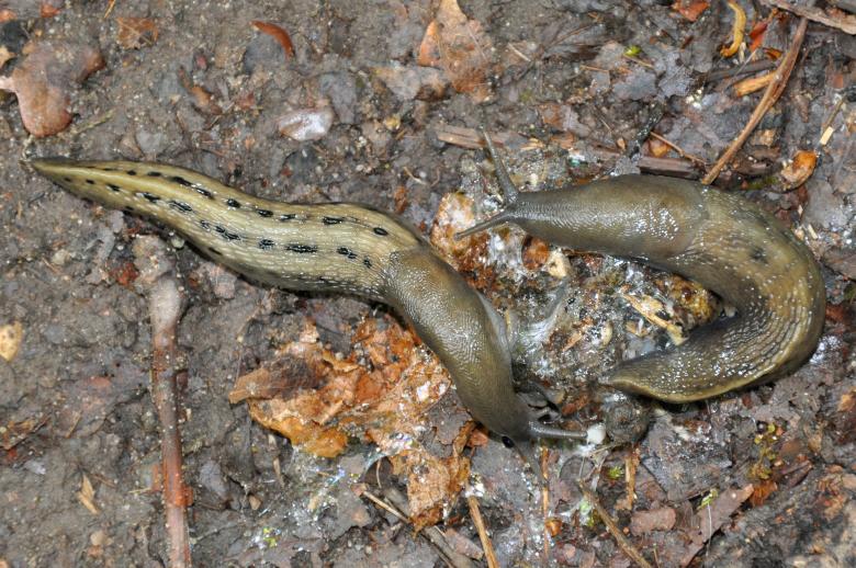 Free stock image of The largest land-slugs created by Tomas Adomaitis