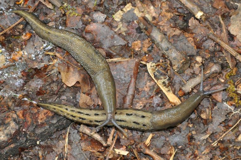 Free stock image of Slugs - Limax cinereoniger created by Tomas Adomaitis