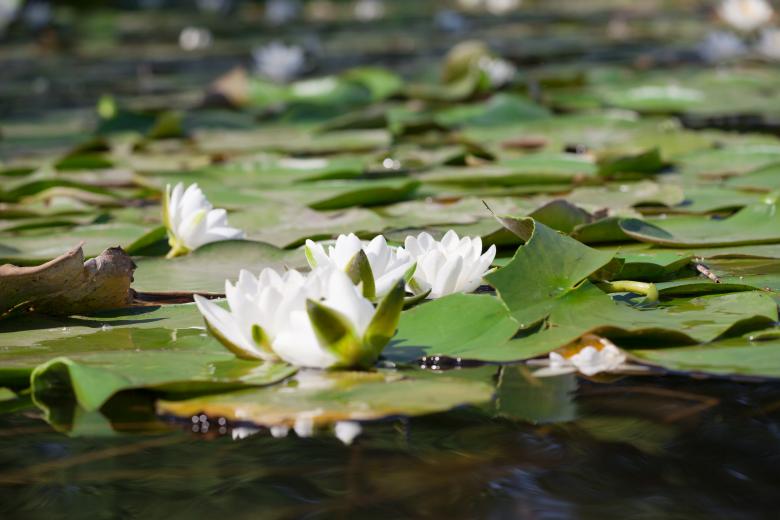 Free stock image of Waterlily created by 2happy