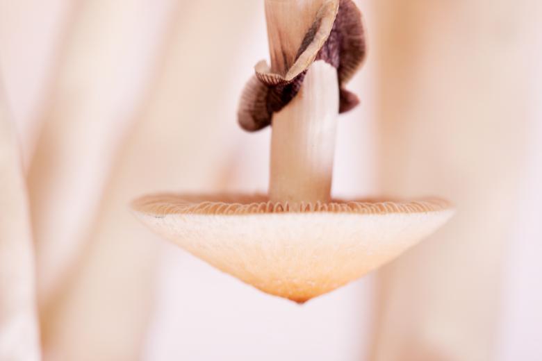 Free stock image of mushroom created by 2happy