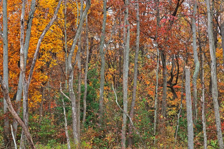 Free stock image of Black Marsh Fall Foliage - HDR created by Nicolas Raymond