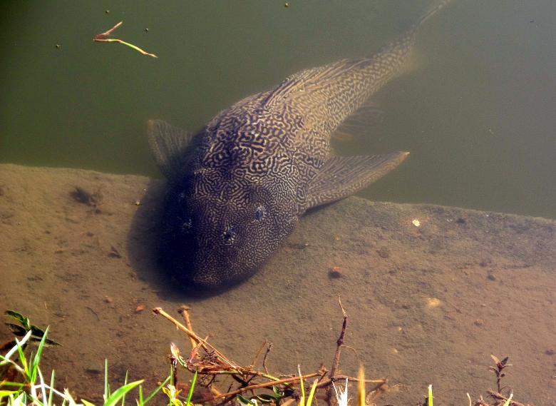 Free stock image of Fish resting created by Chas Mac