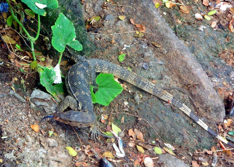 Free stock image of Monitor Lizard created by Chas Mac
