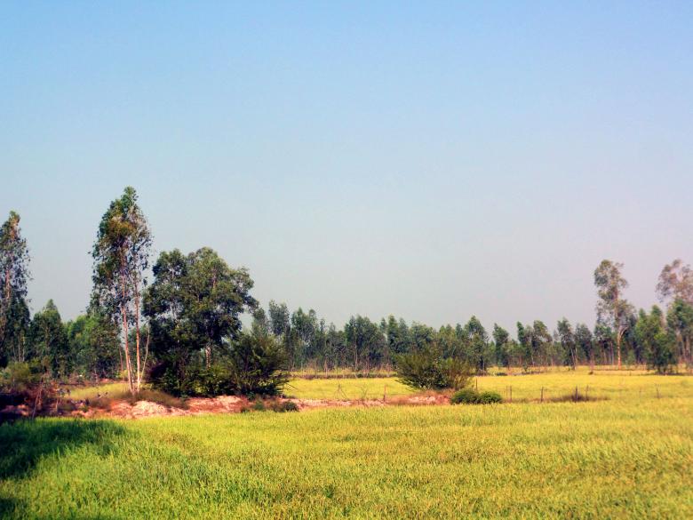 Free stock image of Isan Rice fields created by Chas Mac