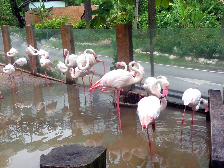 Free stock image of Flamingoes created by Chas Mac
