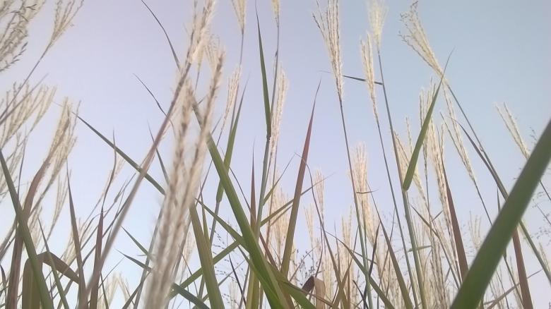 Free stock image of Tall Grass created by Mario