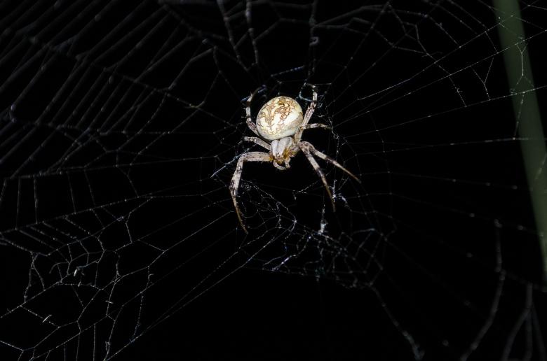 Free stock image of Spider created by Mónica Patricia Núñez Chapa