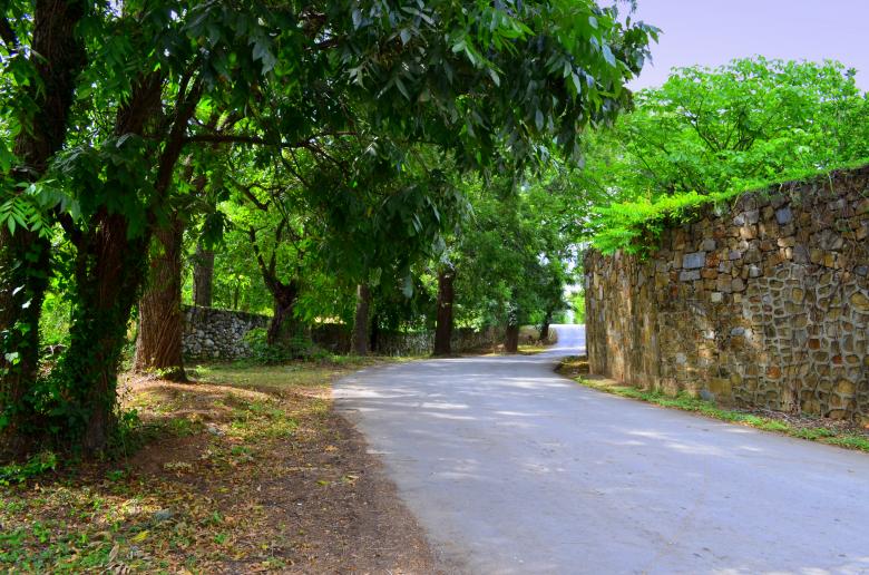 Free stock image of Road in the woods created by Mónica Patricia Núñez Chapa