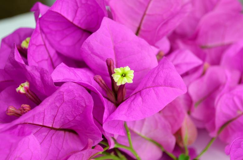 Free stock image of Bougainvillea created by Mónica Patricia Núñez Chapa