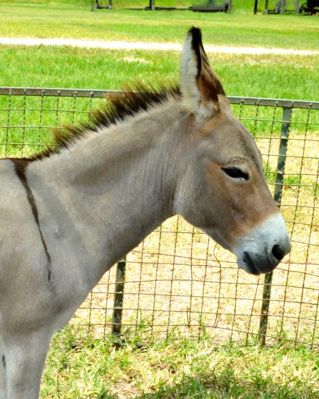 Free stock image of Donkey created by Mónica Patricia Núñez Chapa