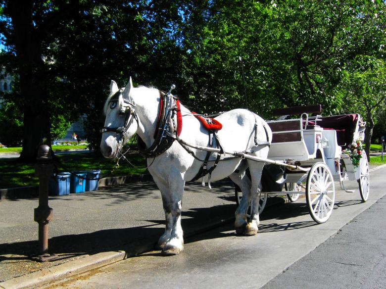 Free stock image of White horse carriage created by Mónica Patricia Núñez Chapa