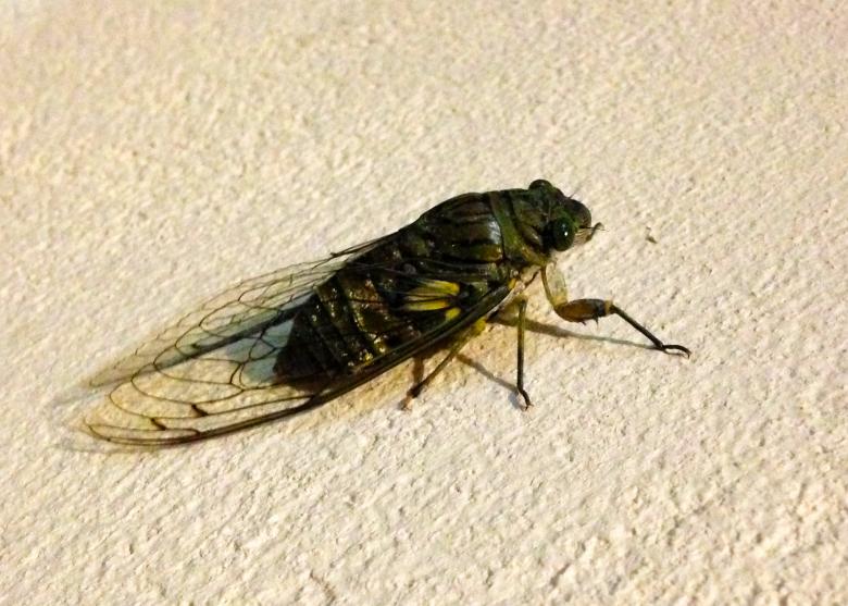 Free stock image of Cicada created by Mónica Patricia Núñez Chapa