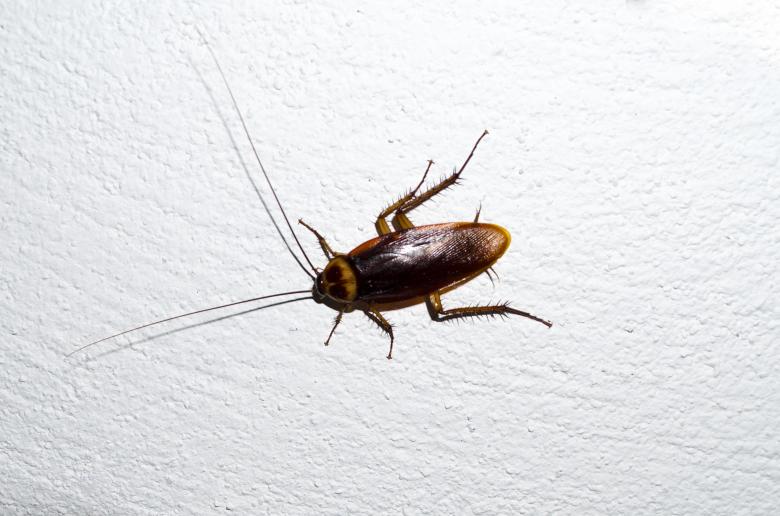 Free stock image of Cockroach created by Mónica Patricia Núñez Chapa