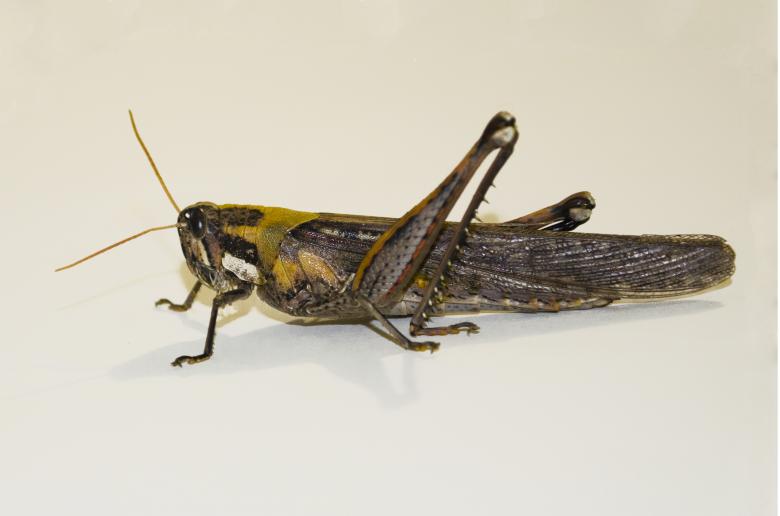 Free stock image of Grasshopper created by Mónica Patricia Núñez Chapa
