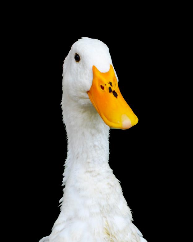 Free stock image of White goose created by Mónica Patricia Núñez Chapa