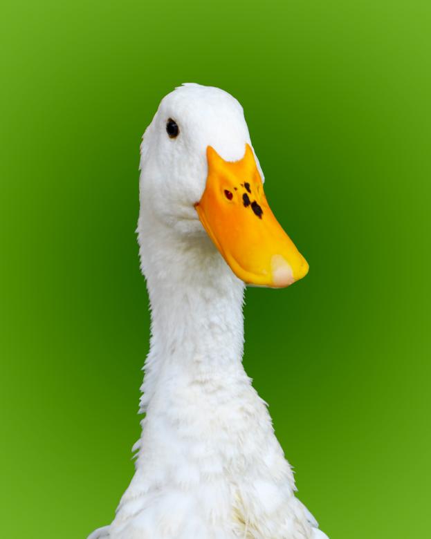 Free stock image of White goose created by Mónica Patricia Núñez Chapa