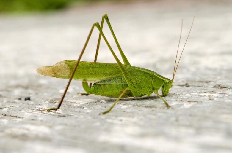 Free stock image of Green grasshopper created by Mónica Patricia Núñez Chapa