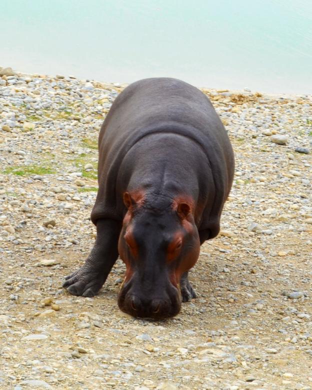 Free stock image of Hippo created by Mónica Patricia Núñez Chapa