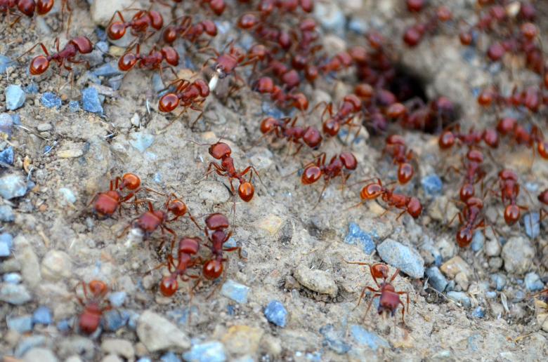 Free stock image of Ants created by Mónica Patricia Núñez Chapa
