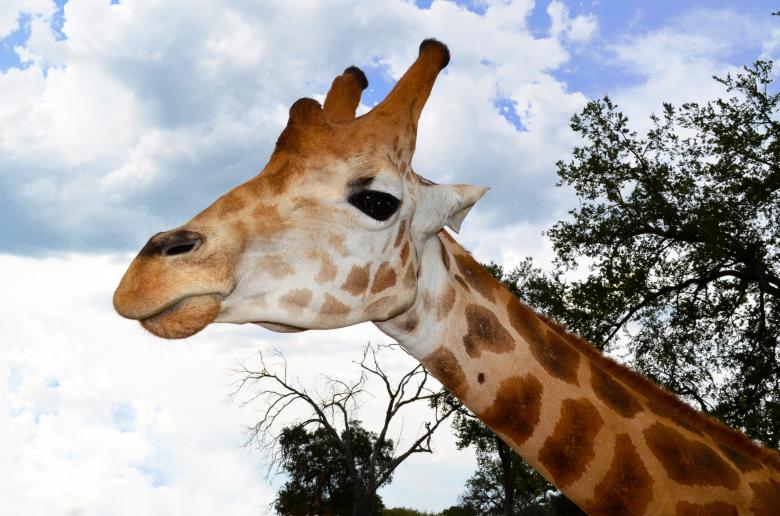 Free stock image of Giraffe created by Mónica Patricia Núñez Chapa
