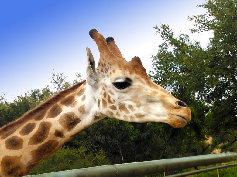 Free stock image of Giraffe created by Mónica Patricia Núñez Chapa