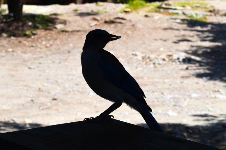 Free stock image of Bird picking a seed created by Mónica Patricia Núñez Chapa