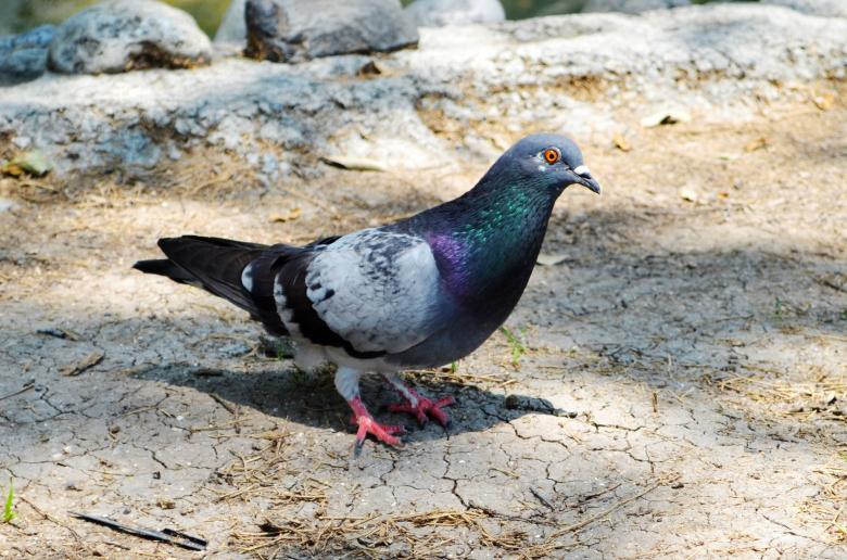 Free stock image of pigeon created by Mónica Patricia Núñez Chapa