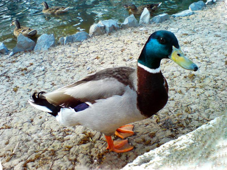 Free stock image of anade real- pato cabeza azul created by Mónica Patricia Núñez Chapa