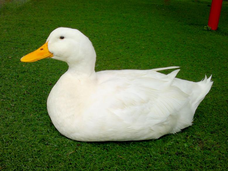 Free stock image of White duck created by Mónica Patricia Núñez Chapa