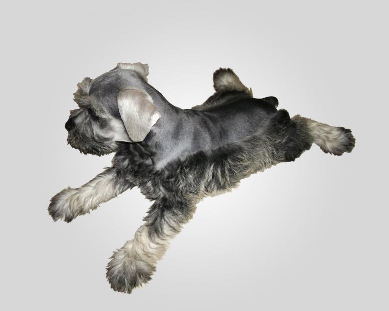 Free stock image of Schnauzer dog created by Mónica Patricia Núñez Chapa
