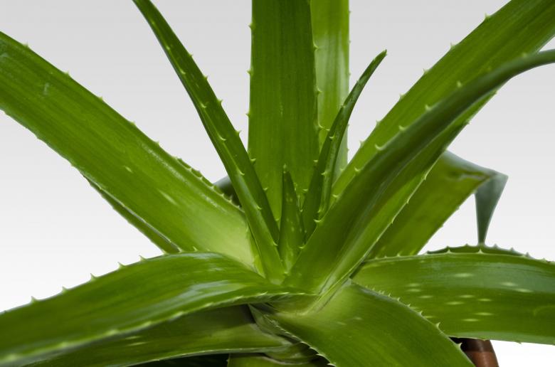 Free stock image of Sábila created by Mónica Patricia Núñez Chapa