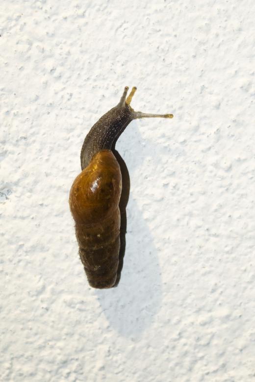 Free stock image of Snail created by Mónica Patricia Núñez Chapa