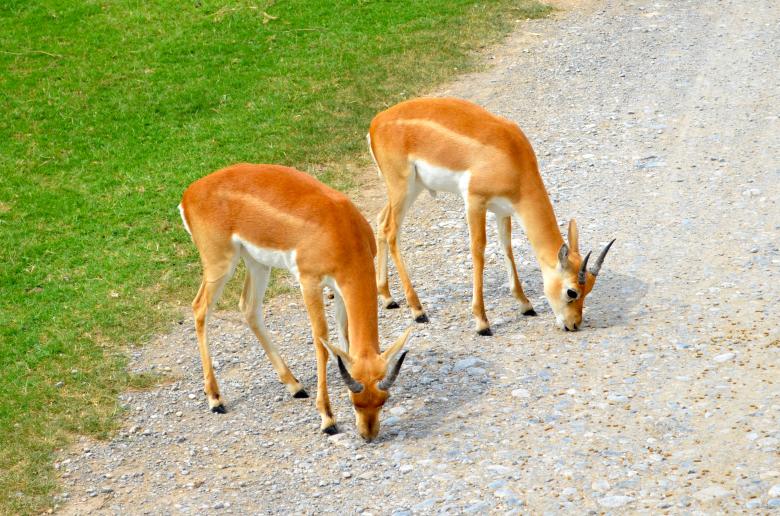 Free stock image of young antelopes created by Mónica Patricia Núñez Chapa