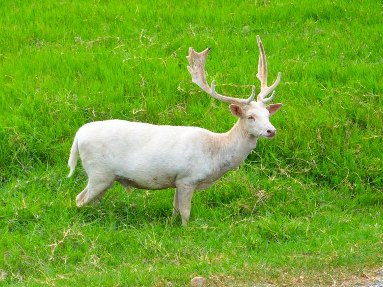 Free stock image of White deer created by Mónica Patricia Núñez Chapa