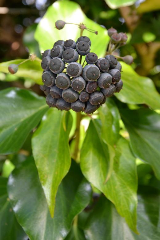 Free stock image of English ivy berries created by Tomas Adomaitis