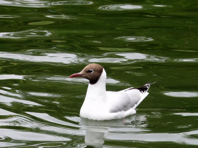 Free stock image of Black-headed Gull created by Chas Mac
