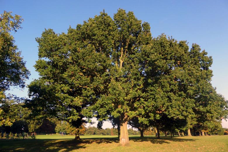 Free stock image of Oak Tree created by Chas Mac