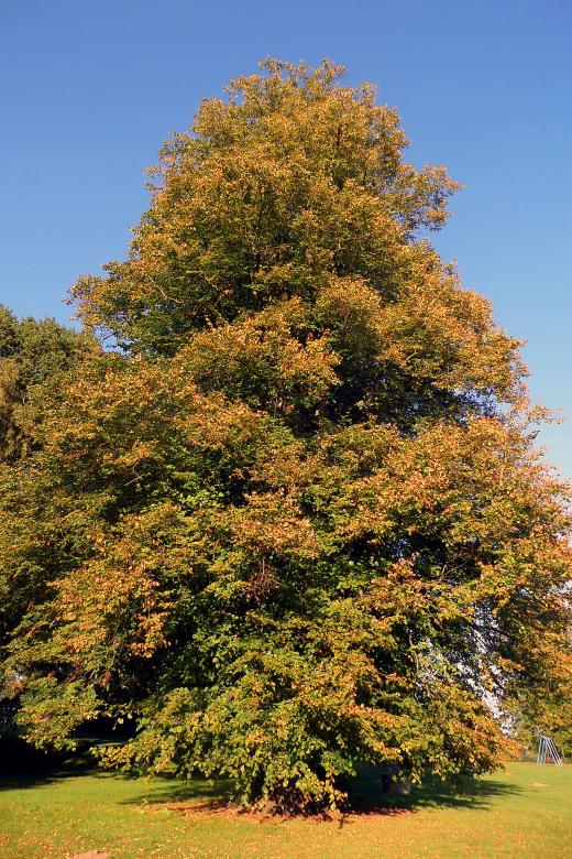 Free stock image of Beech Tree created by Chas Mac