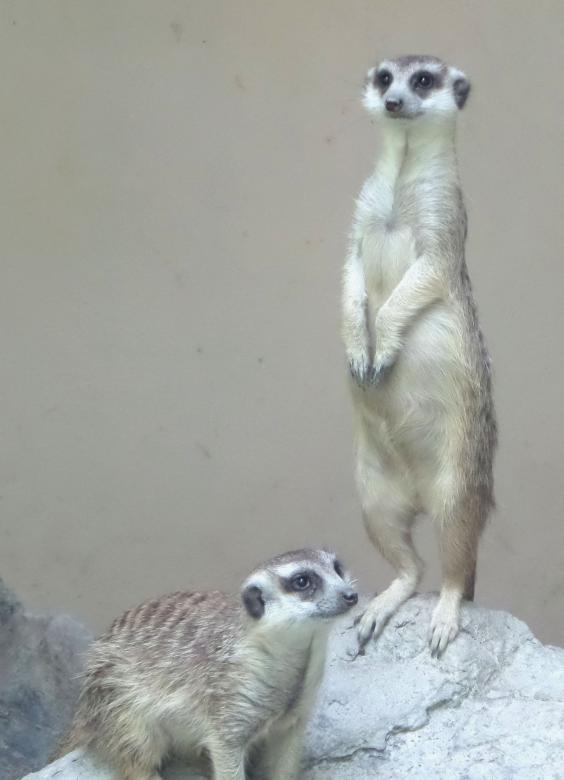 Free stock image of Meerkats created by Chas Mac