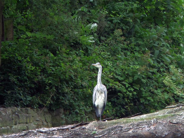 Free stock image of Heron created by Chas Mac