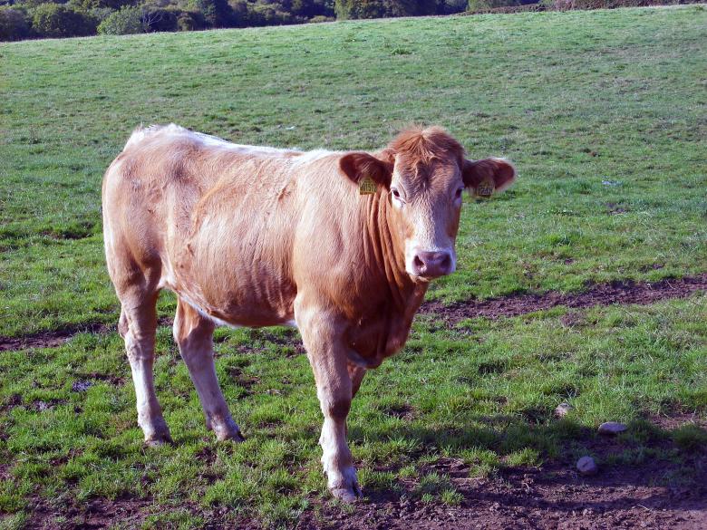 Free stock image of Cow created by Chas Mac