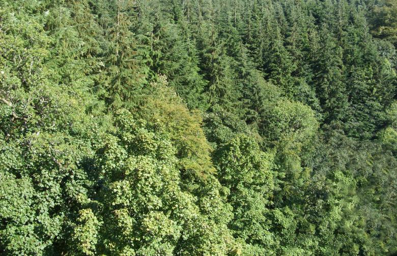 Free stock image of Trees created by Chas Mac