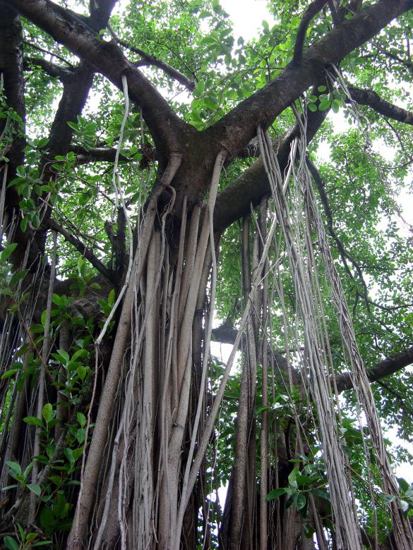 Free stock image of Aerial Roots created by Chas Mac