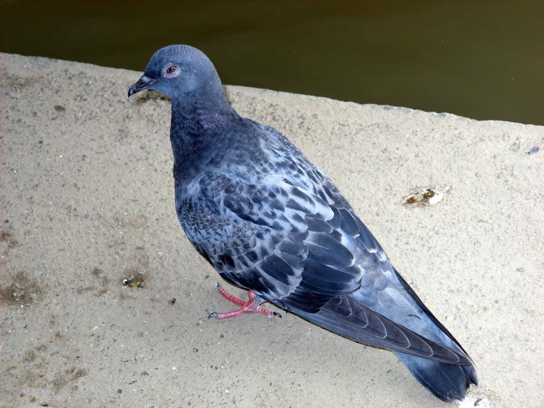 Free stock image of Pigeon created by Chas Mac