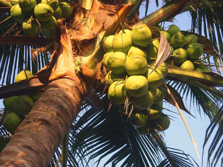 Free stock image of Coconuts created by Chas Mac