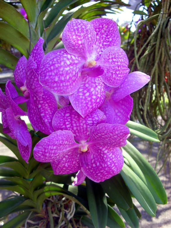 Free stock image of Orchids created by Chas Mac